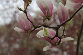 Flower Branch Magnolia