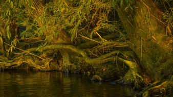 Nature Water Wood
