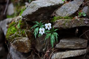 Nature Plants Wood