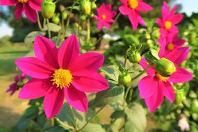 Flower Nature Garden