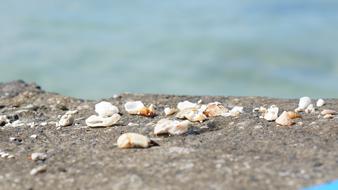 Sea Nature Seashell