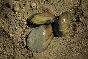 Nature Sea Shells Beach