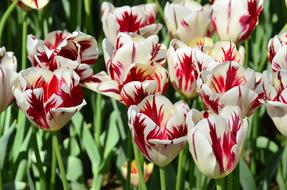 Tulip Flower Orange