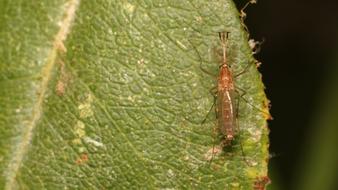 The Mosquito Nature Insect