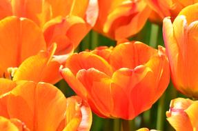 Tulip Flower Orange