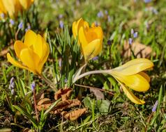 Crocus Flower Blossom