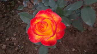 Red Rose Beauty Of Nature Flower