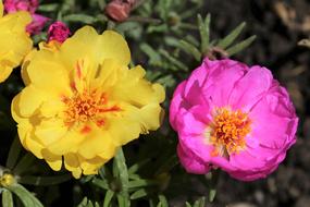 Moss Rose Portulaca Grandiflora
