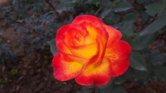 Red Rose Beauty Of Nature Flower