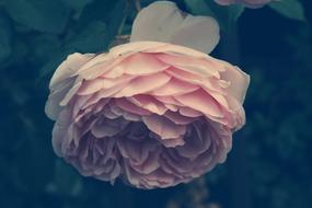 Flower Plant Nature