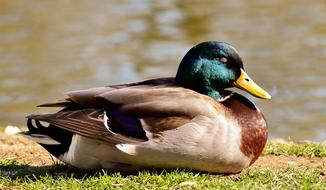 Duck Mallard Sleep