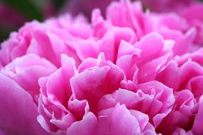 a pink peony in the garden