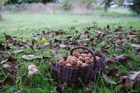 nuts in a basket on the grass