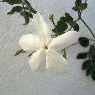 Flower Jasmine Perfume