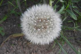Dandelion Sonchus Oleraceus Spring