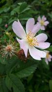 Rosehip Flower Leaves