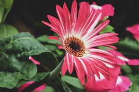 Gerbera Flower Plant Wild
