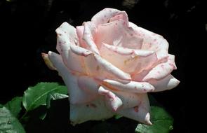 Flower Rose Nature The