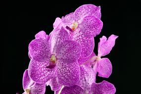 Flower Nature Orchis