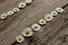Daisy Wooden Nature