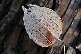 Nature Fruit Tomatillo