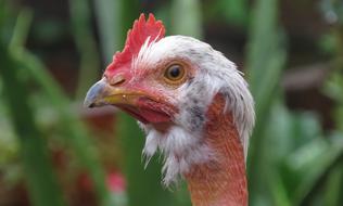 Nature Birds Outdoors