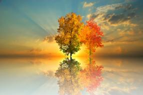 Autumn Tree Nature Golden