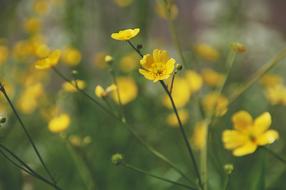 Buttercups Berm Yellow Flower