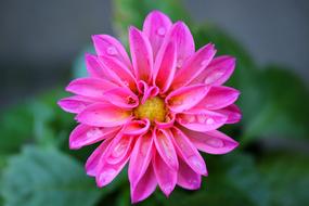 Dahlia Garden Flower