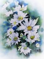 asters white autumn flower fresh