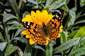 Butterfly Nature Insect