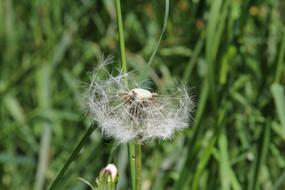 Nature Plant Dandelion