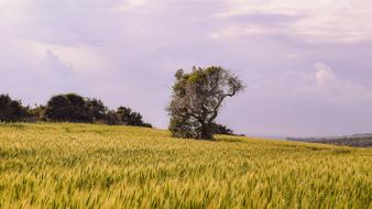Nature Field Landscape