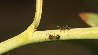 ants on plant stem