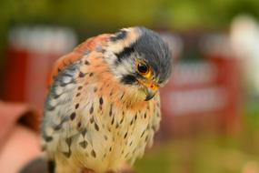 close up of a colored chick