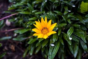 yellow gorgeous flower on the foliage