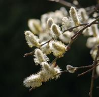Willow Catkin In Full Bloom
