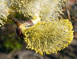 Willow Catkin In Full Bloom