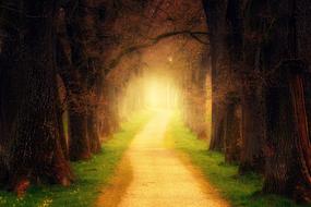 Tree Forest Path