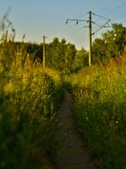 Grass Outdoors Nature No