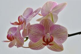 Flower Orchid Nature