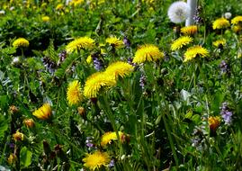 Dandelion Yellow Flowers