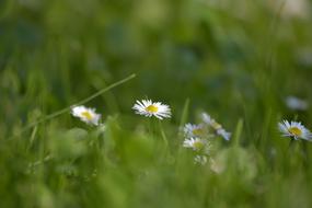 Garden Landscape Cantabria Spring