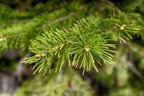 Tree Coniferous Needle