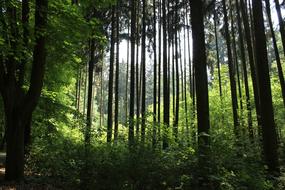 Forest Glade Landscape