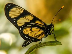 Nature Butterfly Insect