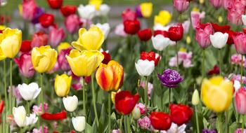 Warsaw Trees Flowers