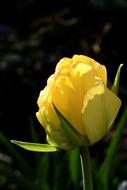 Light Nature Flower