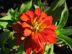 Nature Flower Plant