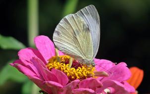 Flower Nature Butterfly Day